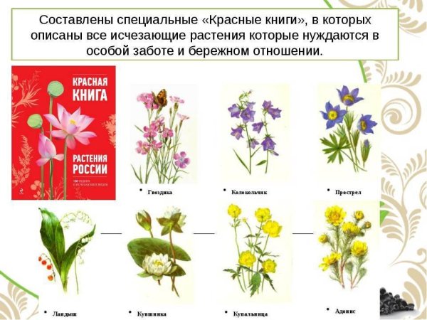 Цветы занесенные в красную книгу России
