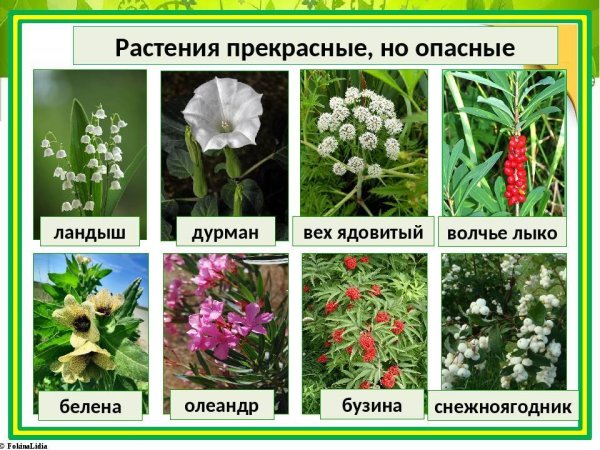 Ядовитые растения названия