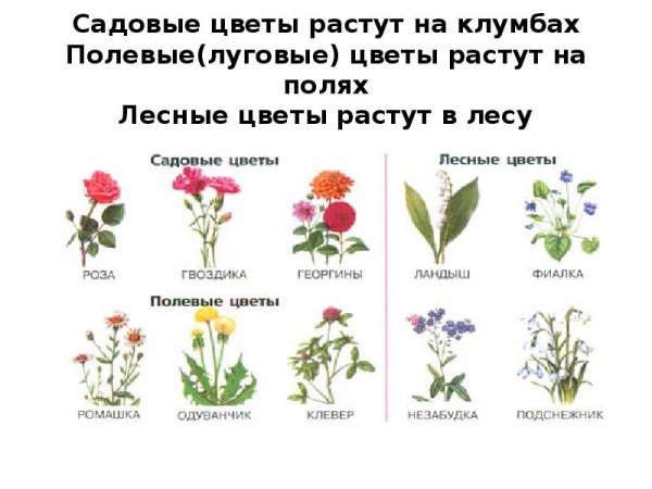 Полевые и садовые цветы