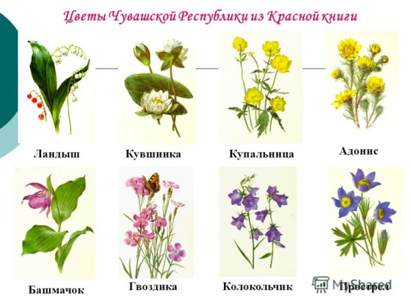Растения красной книги с названиями