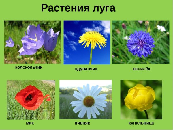 Растения которые растут на лугу