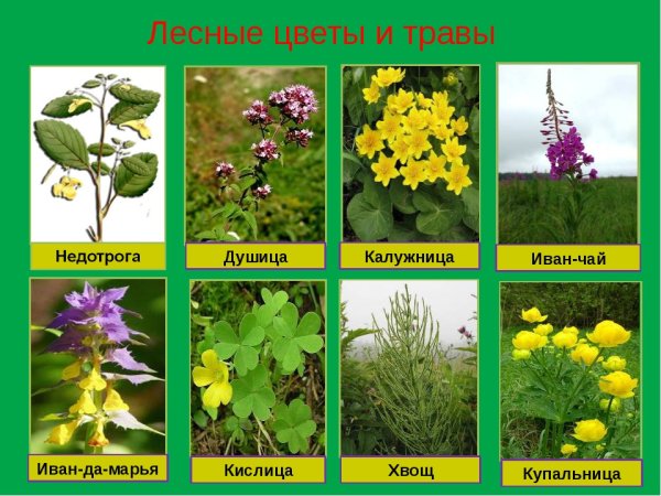Лесные растения названия