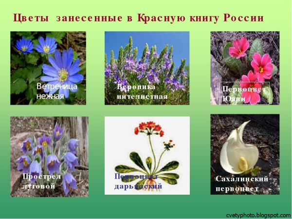 Растения которые занесены в красную книгу
