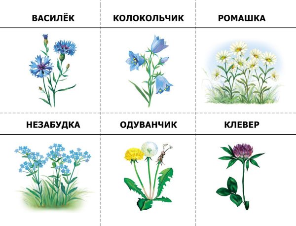 Названия цветов для дошкольников