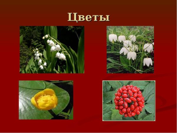 Цветы красной книги