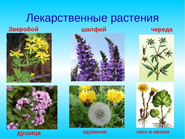 Лекарственные травы и растения
