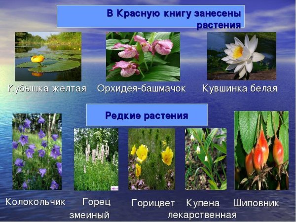 Растения занесенные в красную книгу