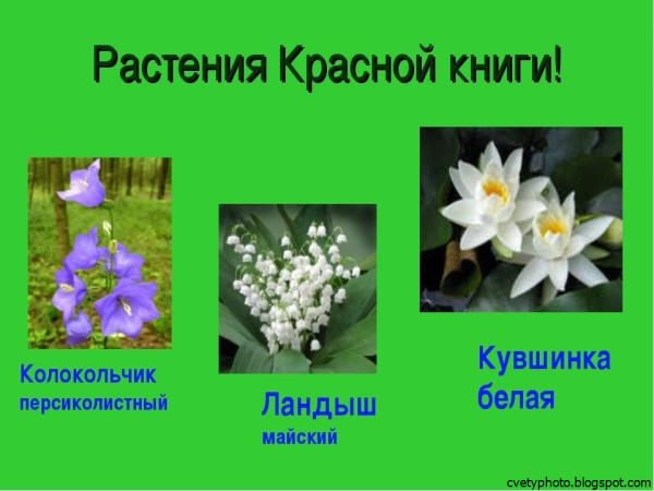 Растения занесённые в красную книгу России
