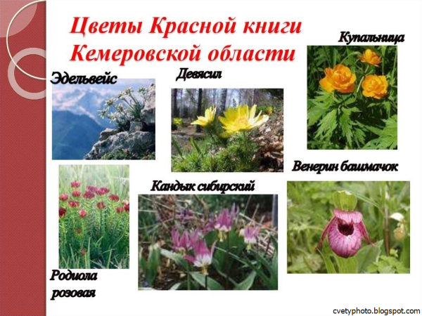 Растения Кузбасса занесенные в красную книгу