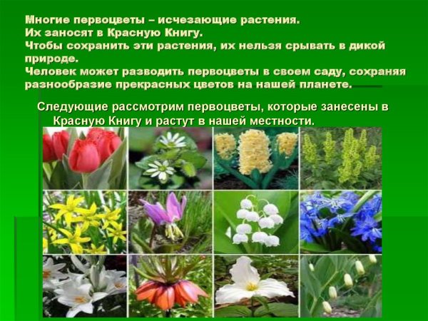 Растения занесенные в красную книгу