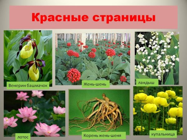 Растения занесённые в красную книгу России