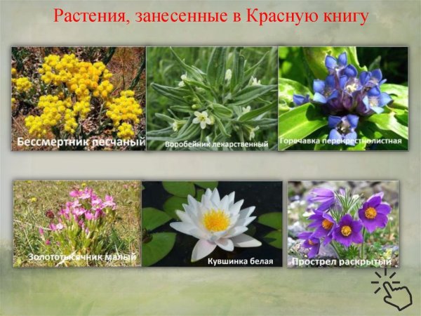 Лекарственные и ядовитые растения