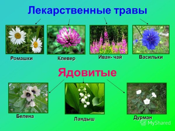 Садовые и полевые цветы для детей