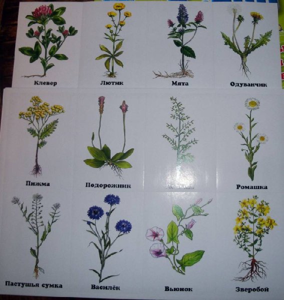 Список полевых (луговых) цветов с фото, названиями и описанием
