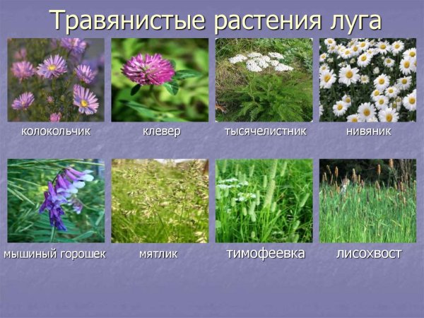 Цветы из красной книши