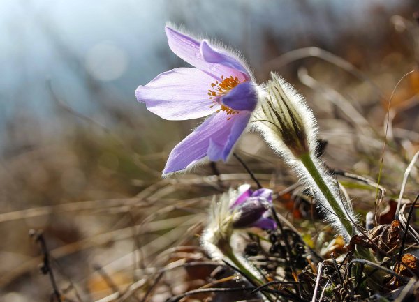 Pulsatilla Grandis