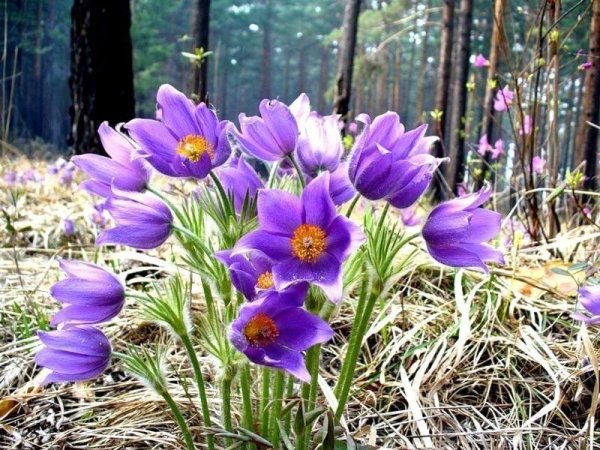 Крокус ветреница, Подснежник,Медуница