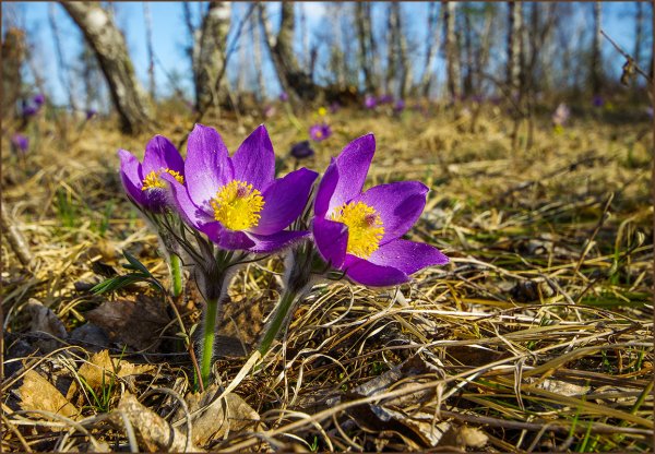 Первоцвет весенний Уральский