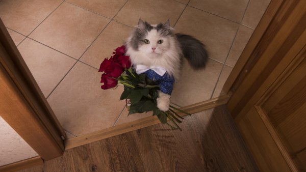 Котик с цветами
