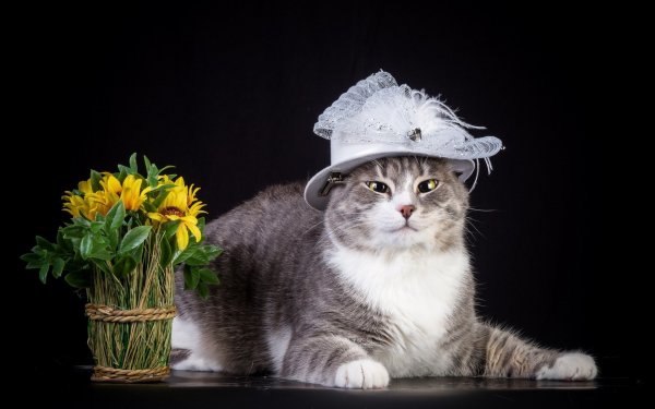 Кошка с цветами