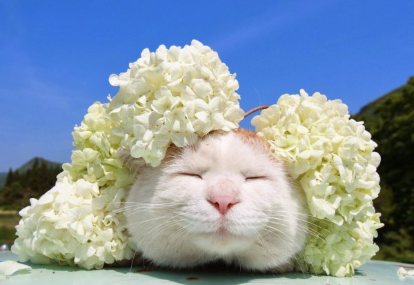 Широнеко кот