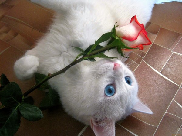 Котенок с букетом цветов