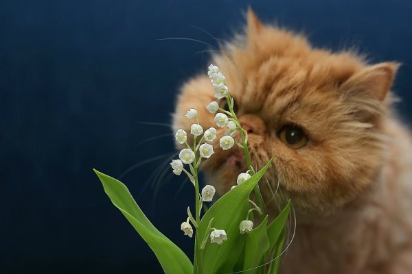 Прекрасного дня котик