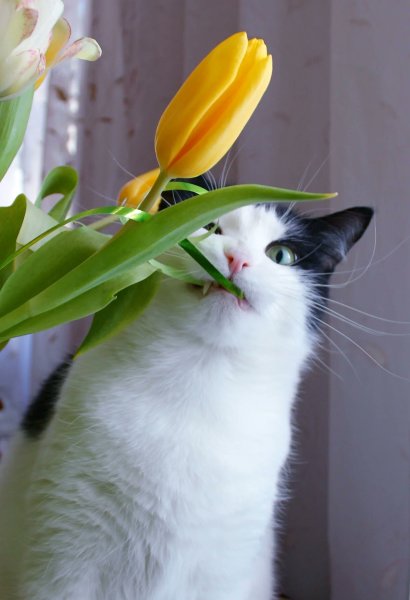 Кот с цветами смешной