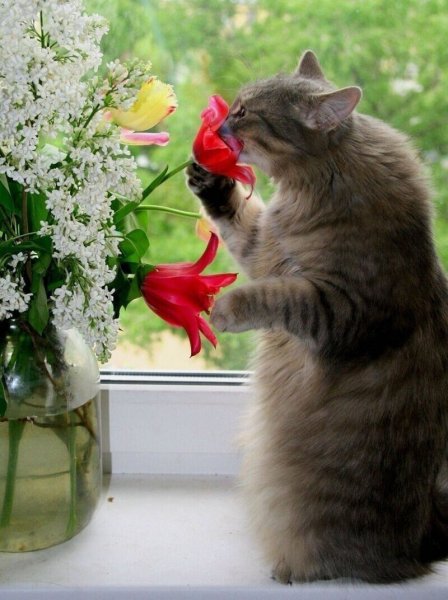 Кошка с букетом