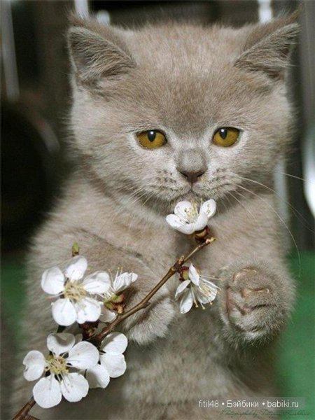 Кошка с венком на голове