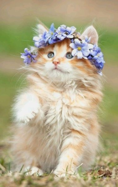 Смешная кошка в цветах