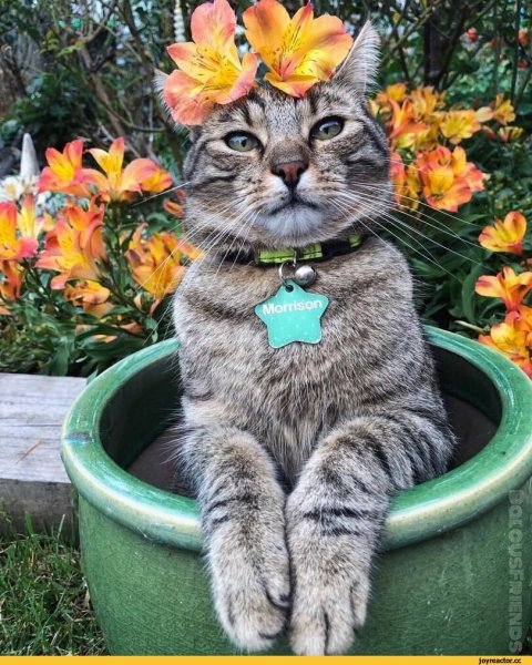 Котик с розой