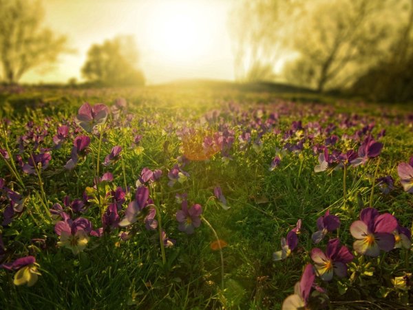 Анютины глазки луговые