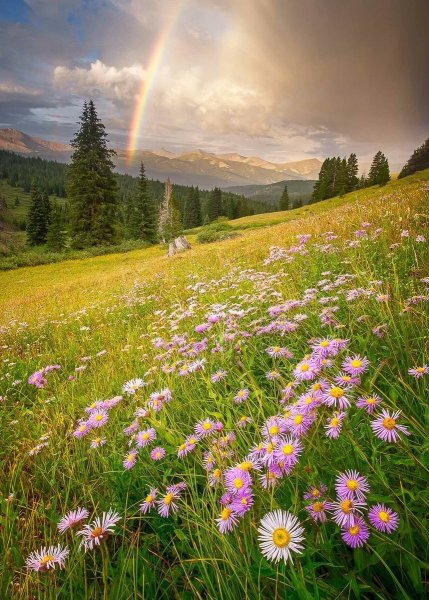 Летняя природа