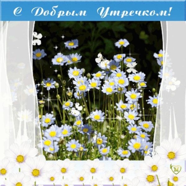 Гифы ромашки