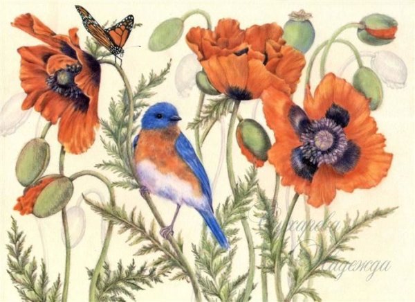 Маки Marjolein Bastin