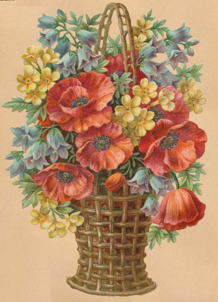 Marianne Broome маки
