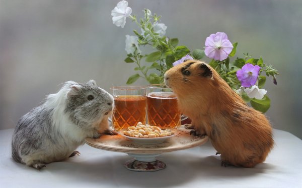 Хомяк с ромашкой