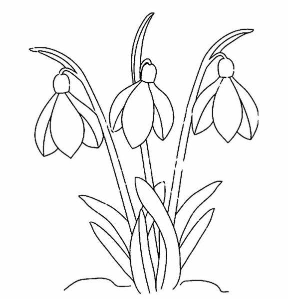 Подснежник Галантус раскраска