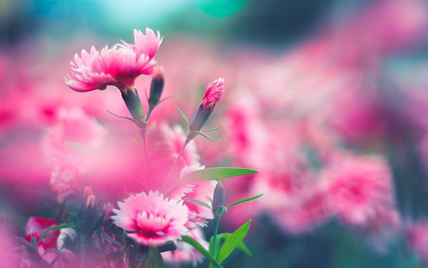 Good morning have a good Day