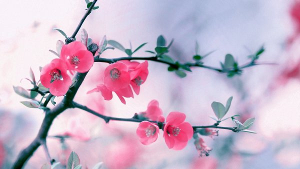 Природа в мятных тонах