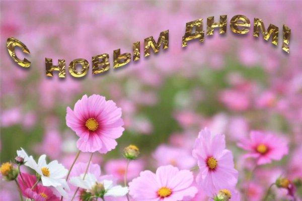 Полевые цветы для самой красивой надпись