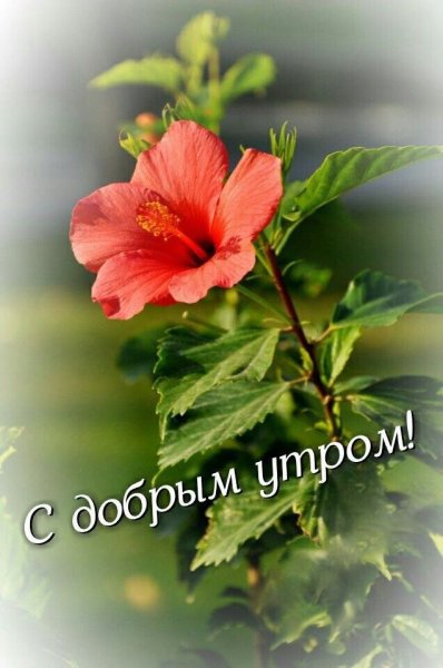 С добрым утром цветы пожелания