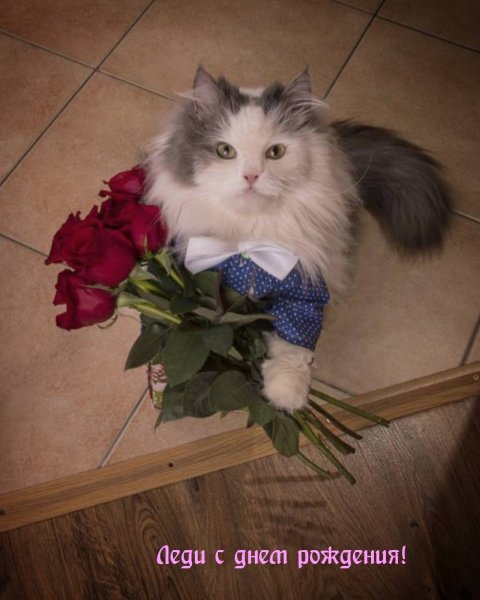 Кот с букетом
