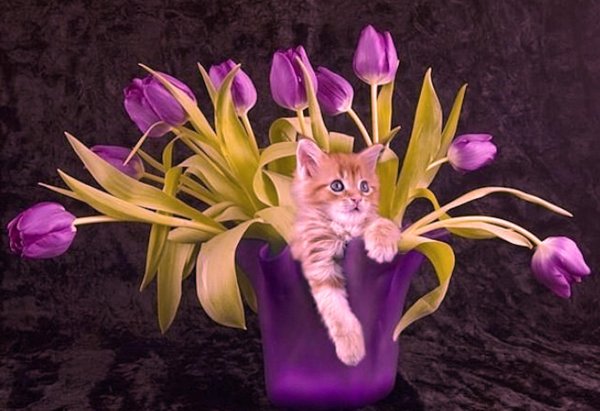 Кошка с тюльпанами