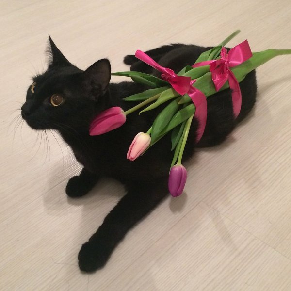 Черный кот с цветами
