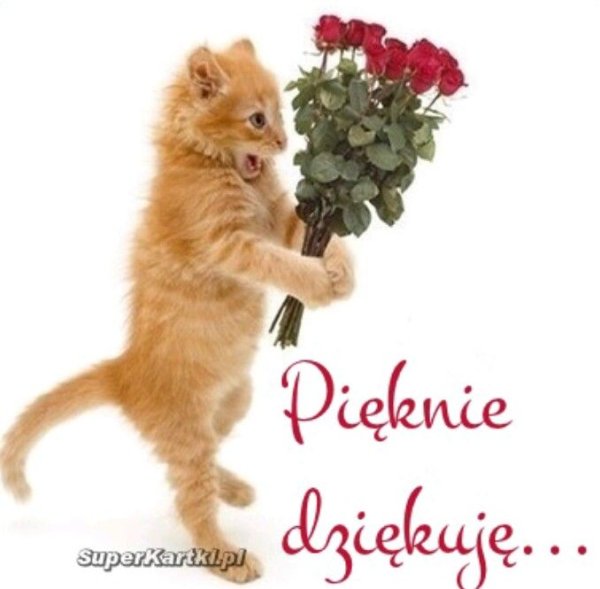 Рыжий кот дарит цветы
