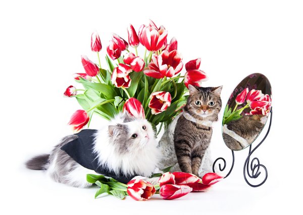 Красивые котята с цветами