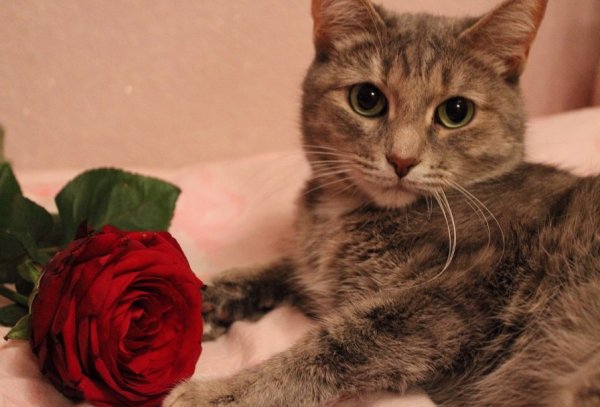 Котенок с розочкой