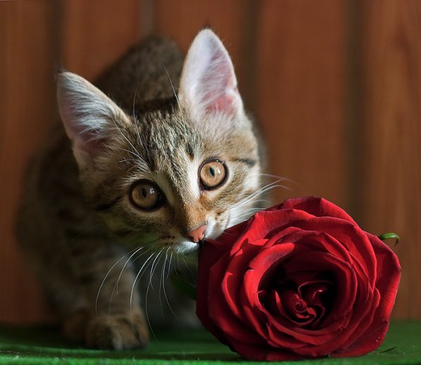 Котенок с цветочком